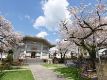 春には善應寺の桜が美しく咲き誇ります